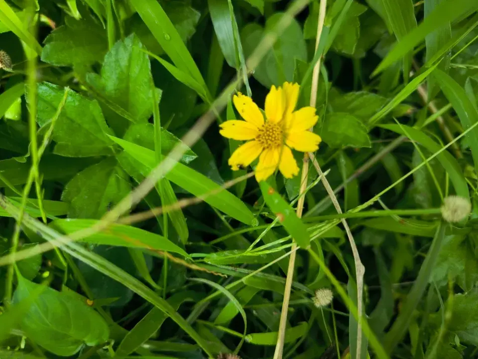 Mastňák habešský