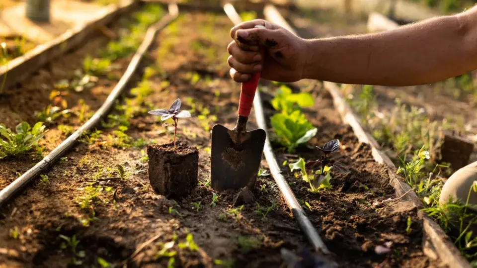 Kapénková závlaha 