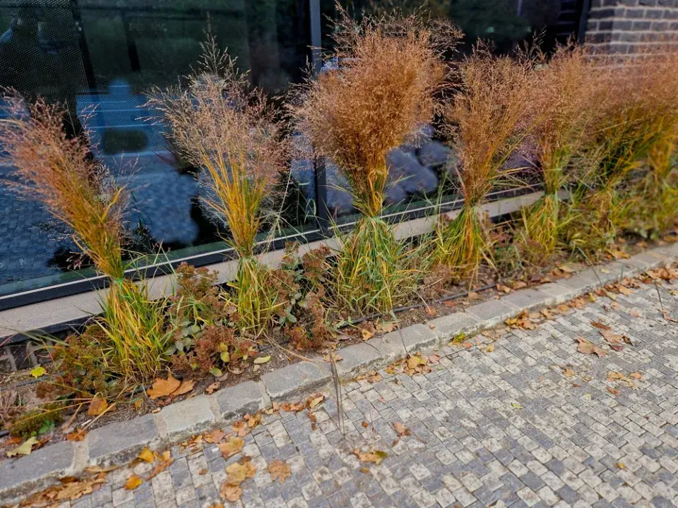 Proso prutnaté (Panicum virgatum)