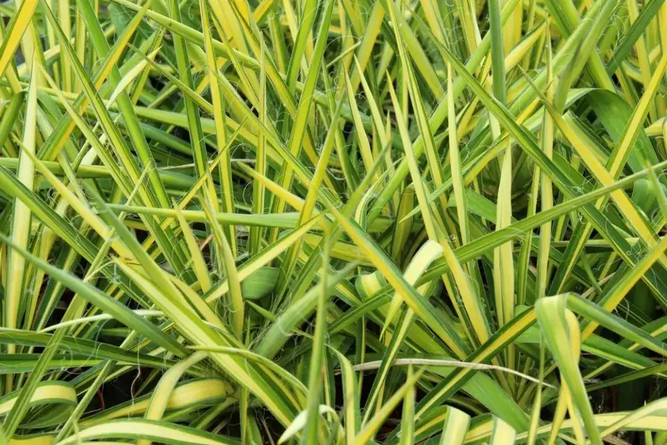 Juka vláknitá ´Golden Sword´