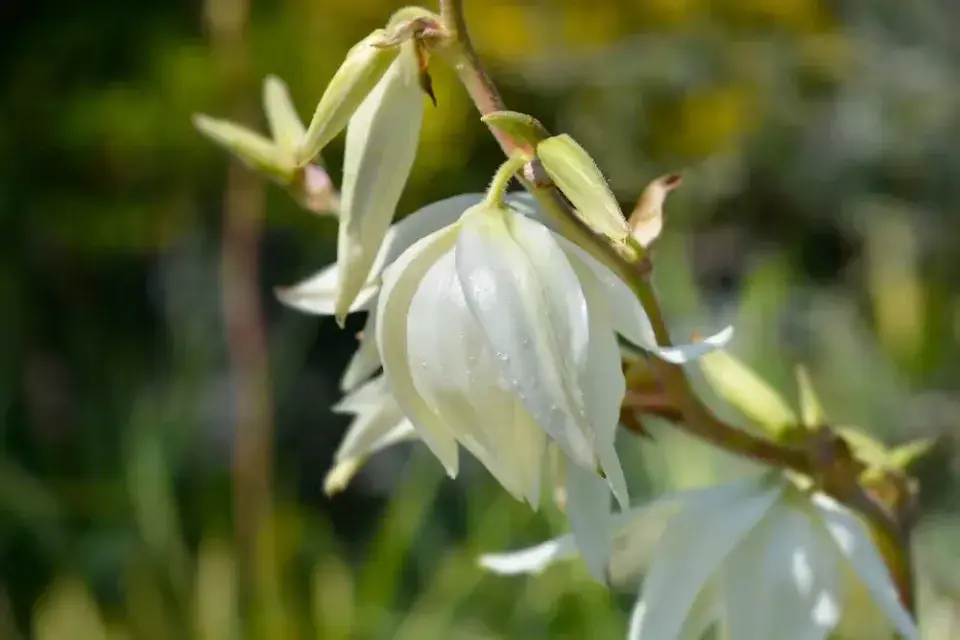 Juka vláknitá ´Golden Sword´