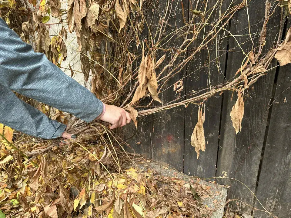 věnec z přísavníku DIY