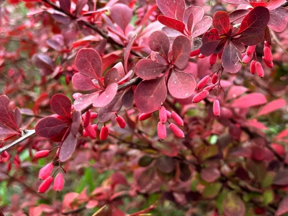 Keře s barevnými plody