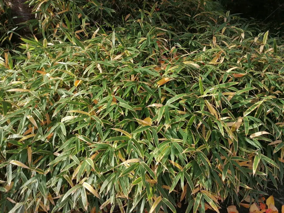 Méně známá rostlina zakrslý bambus