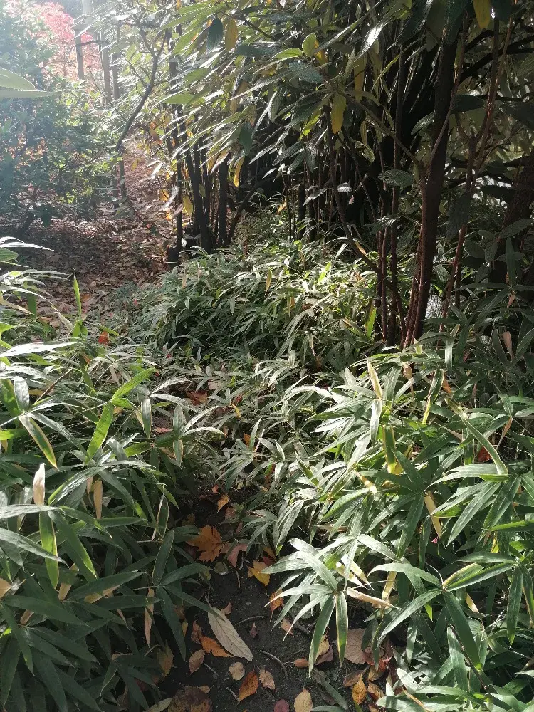 Prostor porostlý bambusem