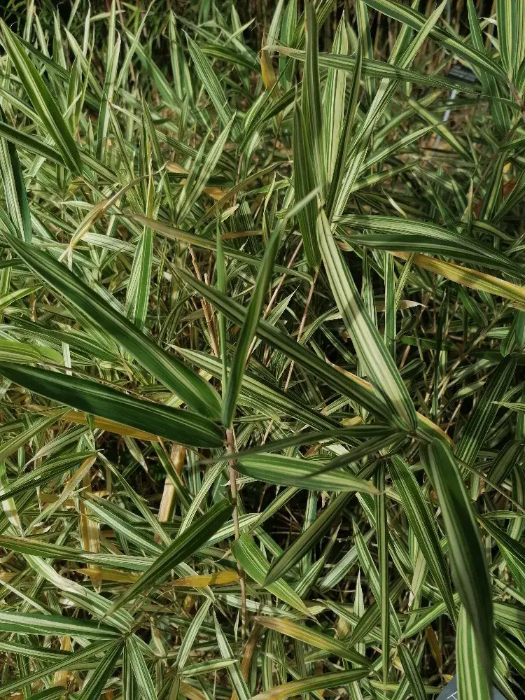 Bambus s panašovaným listem