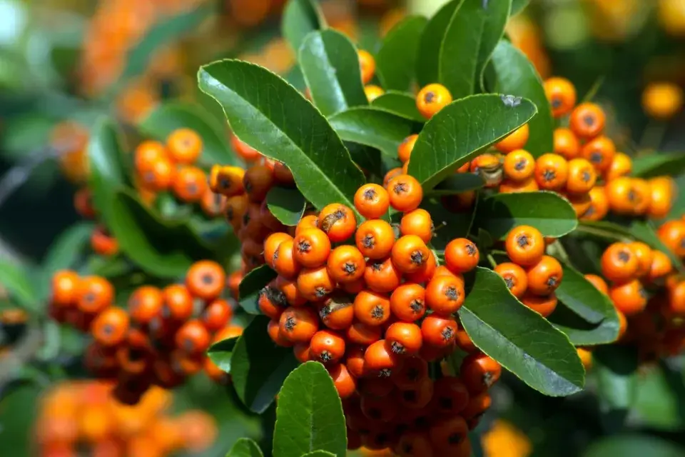 Keře s barevnými plody