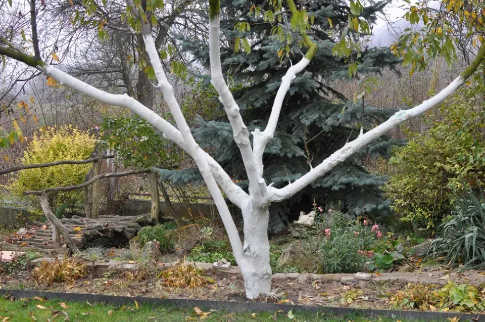 Podzimní rituál, který zachrání vaše ovocné stromy