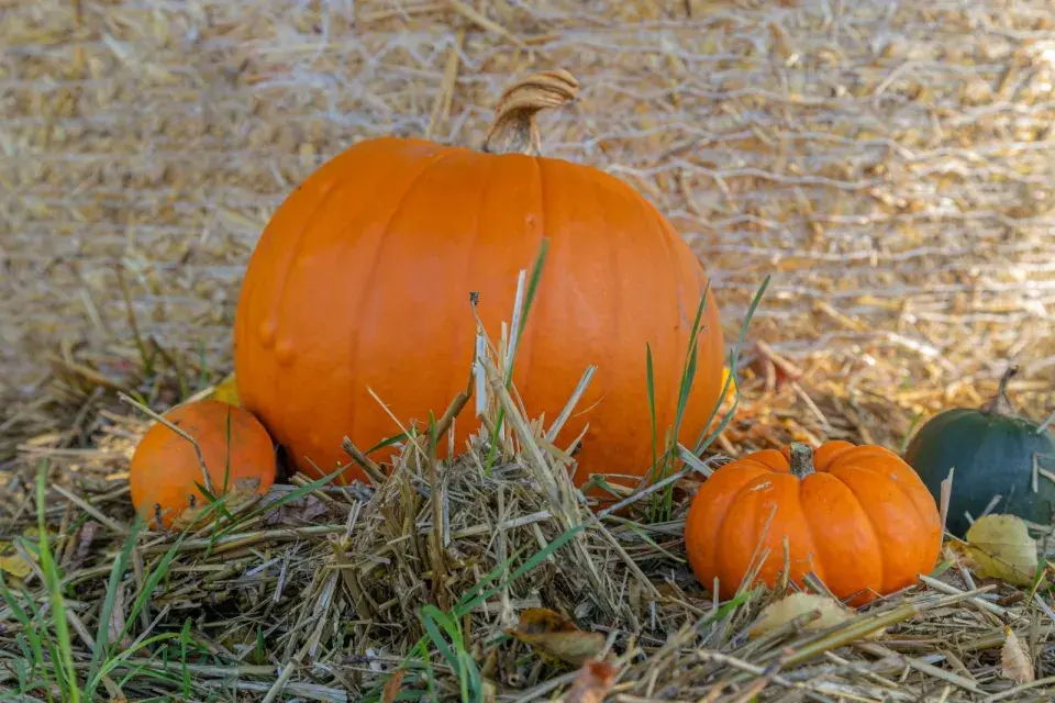 Správné uskladnění dýní 