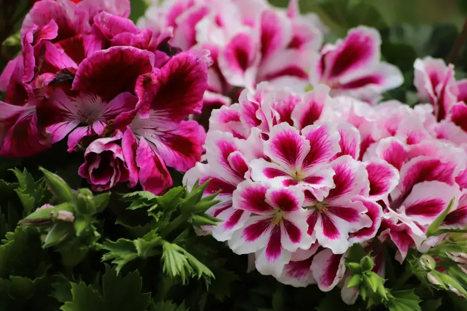 Zazimování muškátů