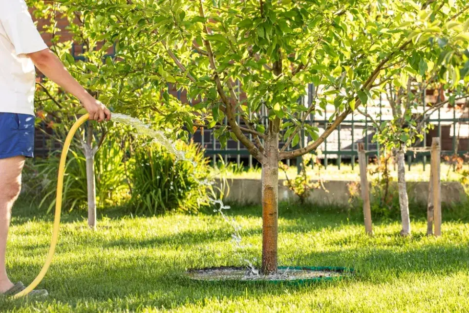 Podzimní rituál, který zachrání vaše ovocné stromy