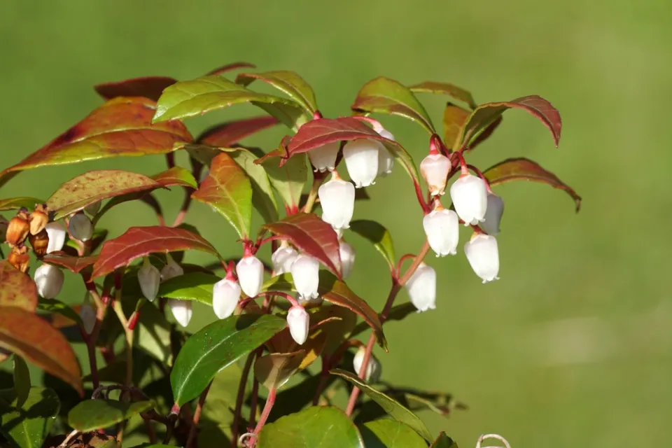 Libavka poléhavá (Gaultheria procumbens) 