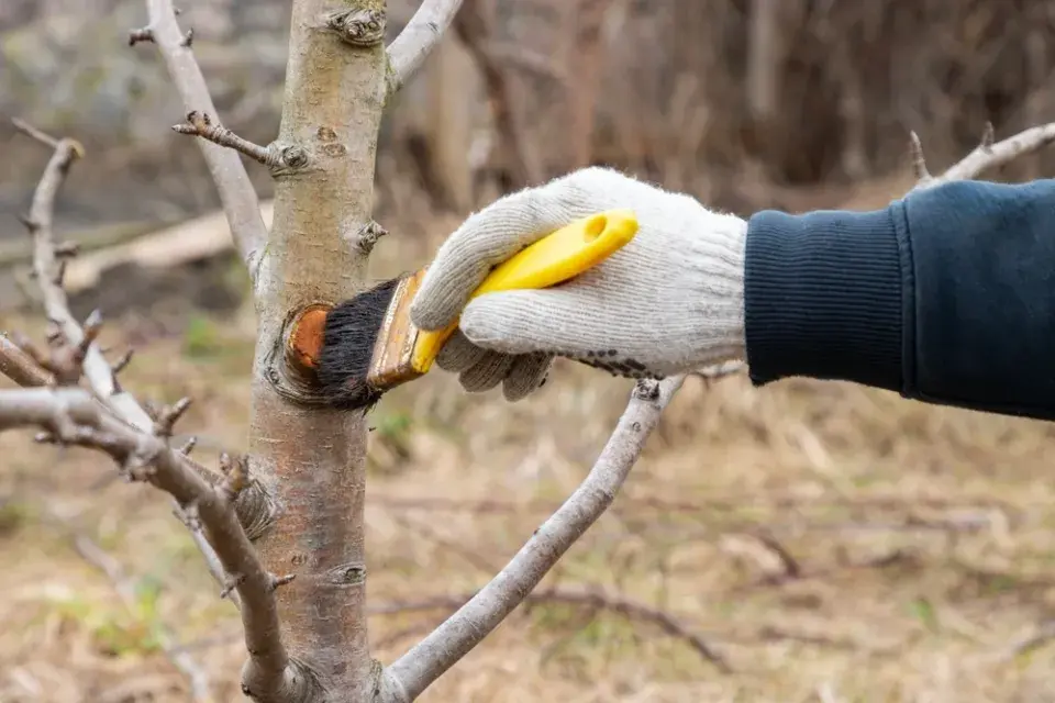 Podzimní rituál, který zachrání vaše ovocné stromy
