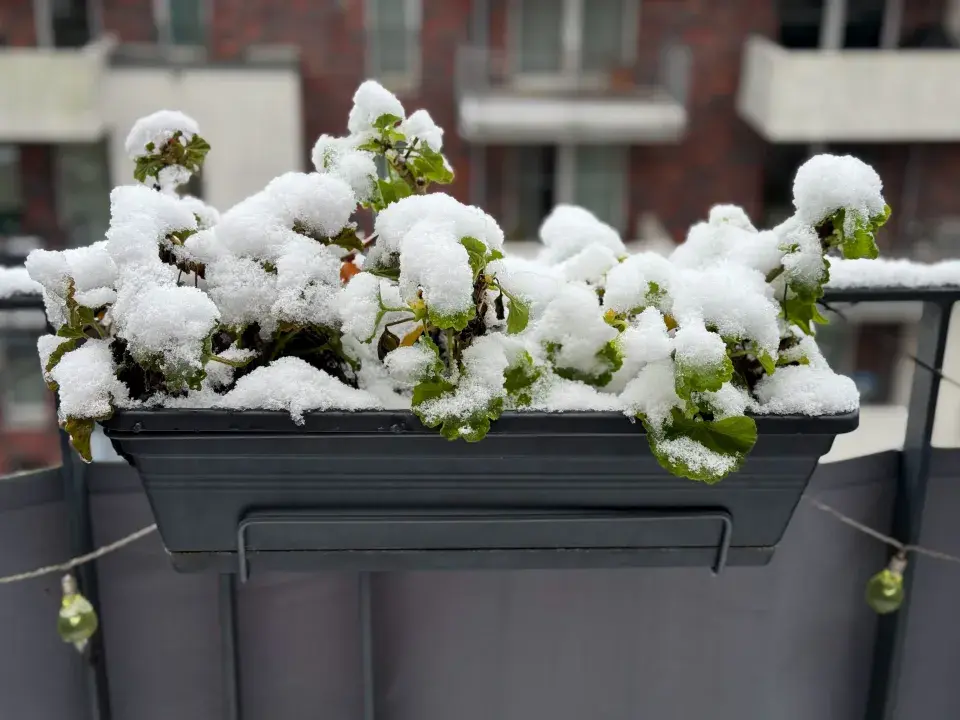 Zazimování muškátů