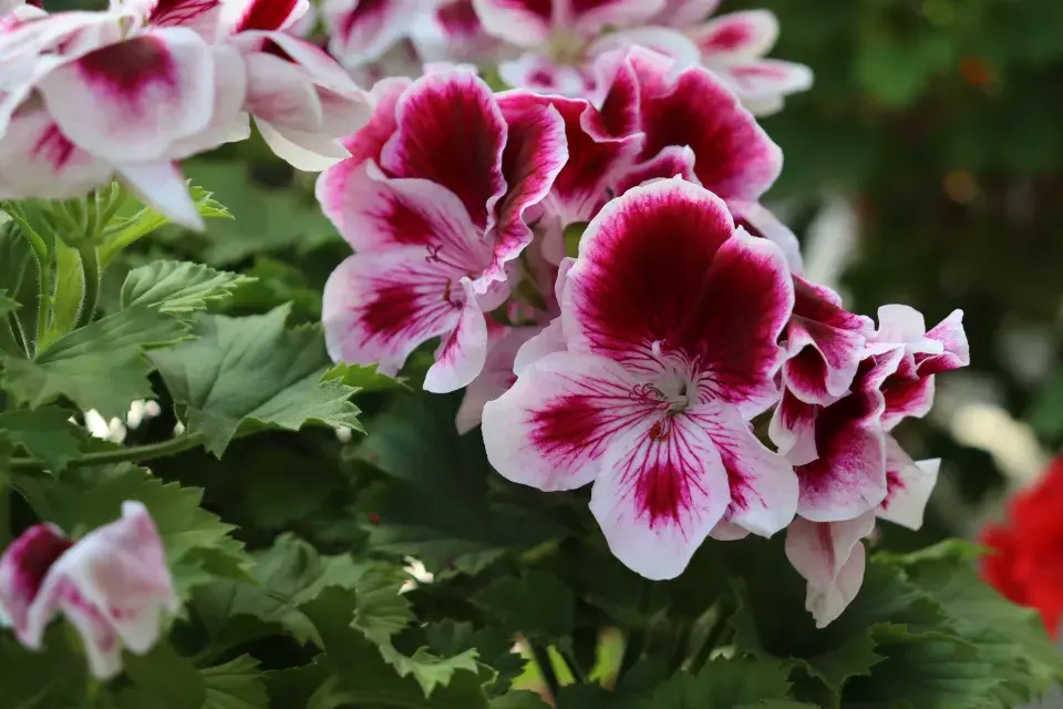 Nejčastější omyly při zazimování muškátů