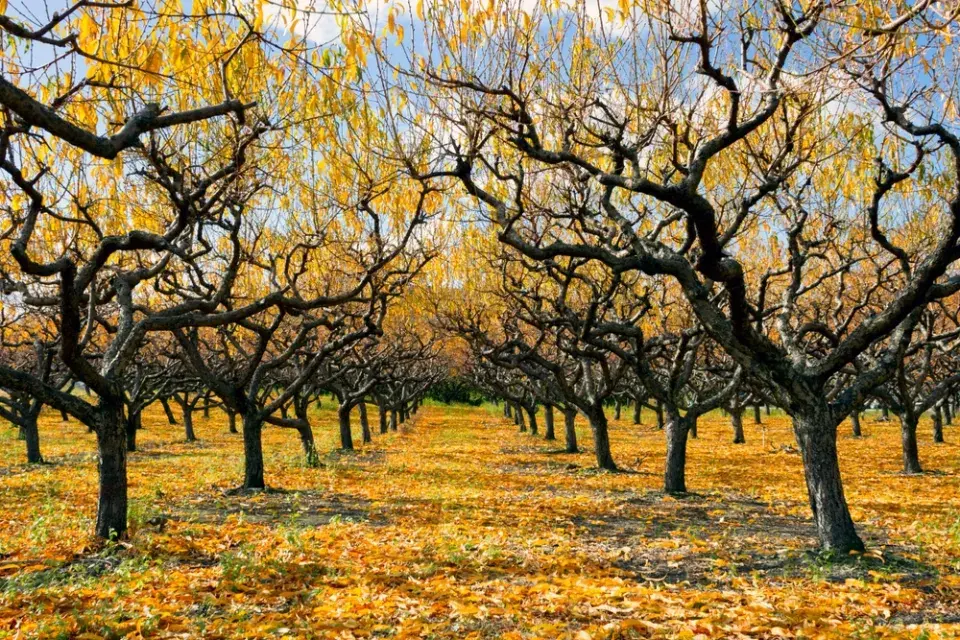 Podzimní rituál, který zachrání vaše ovocné stromy