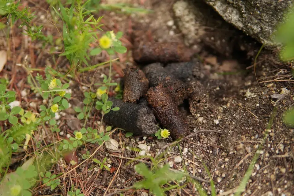 Trus divokého prasete