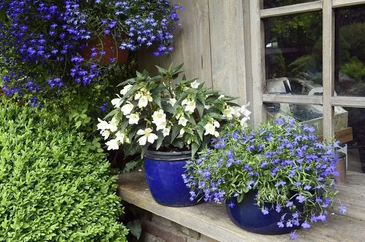 Zahrada Ivy Hüttnerové