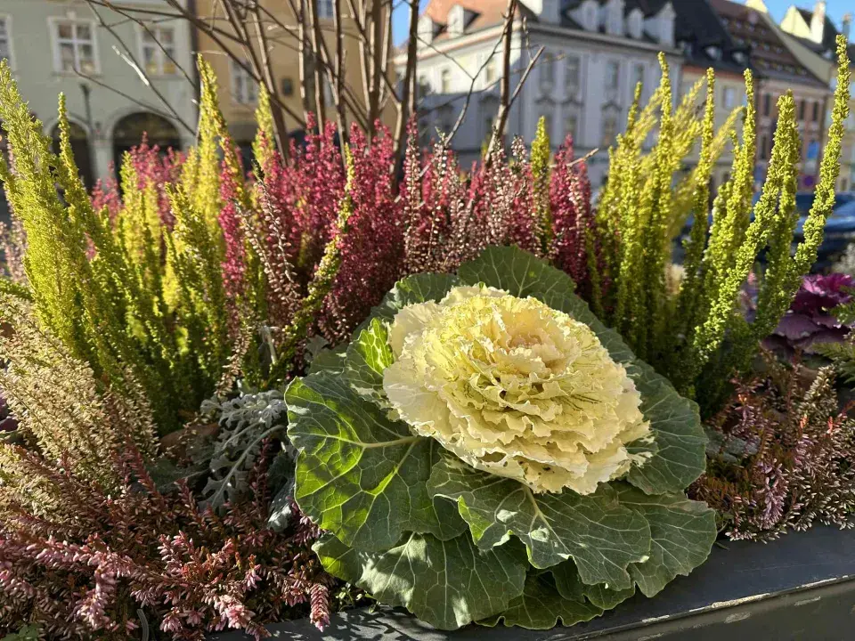 zimní truhlíky ve městě