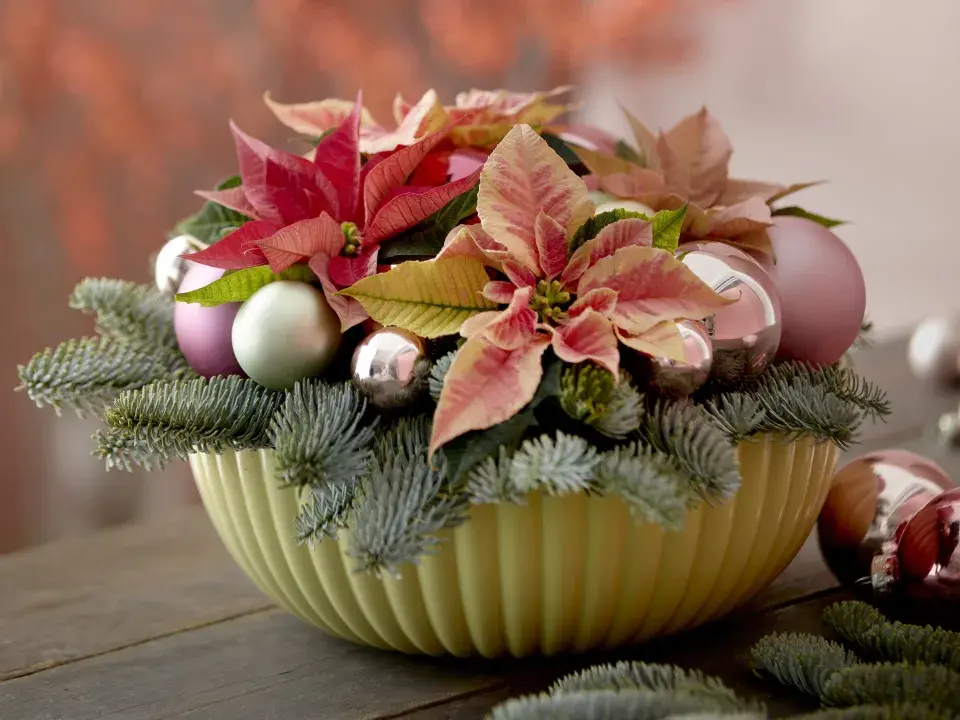 miniaturní vánoční hvězda