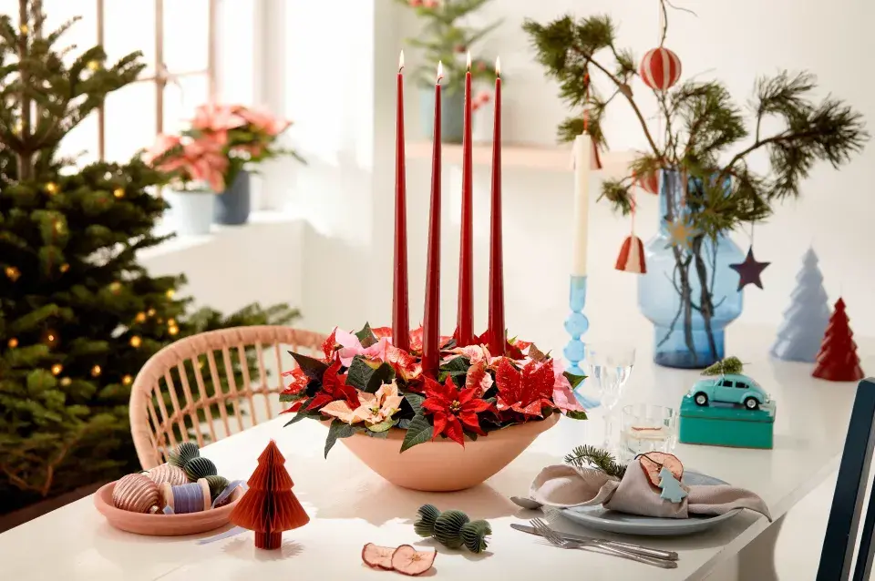 miniaturní vánoční hvězda