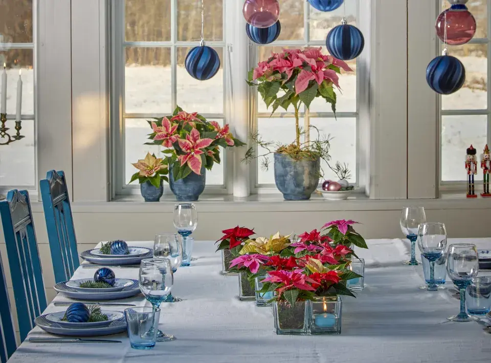 miniaturní vánoční hvězda