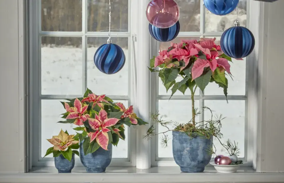 miniaturní vánoční hvězda