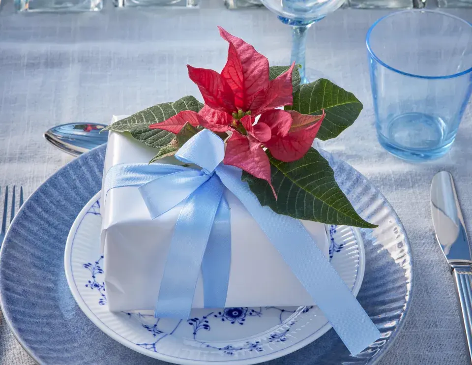 miniaturní vánoční hvězda