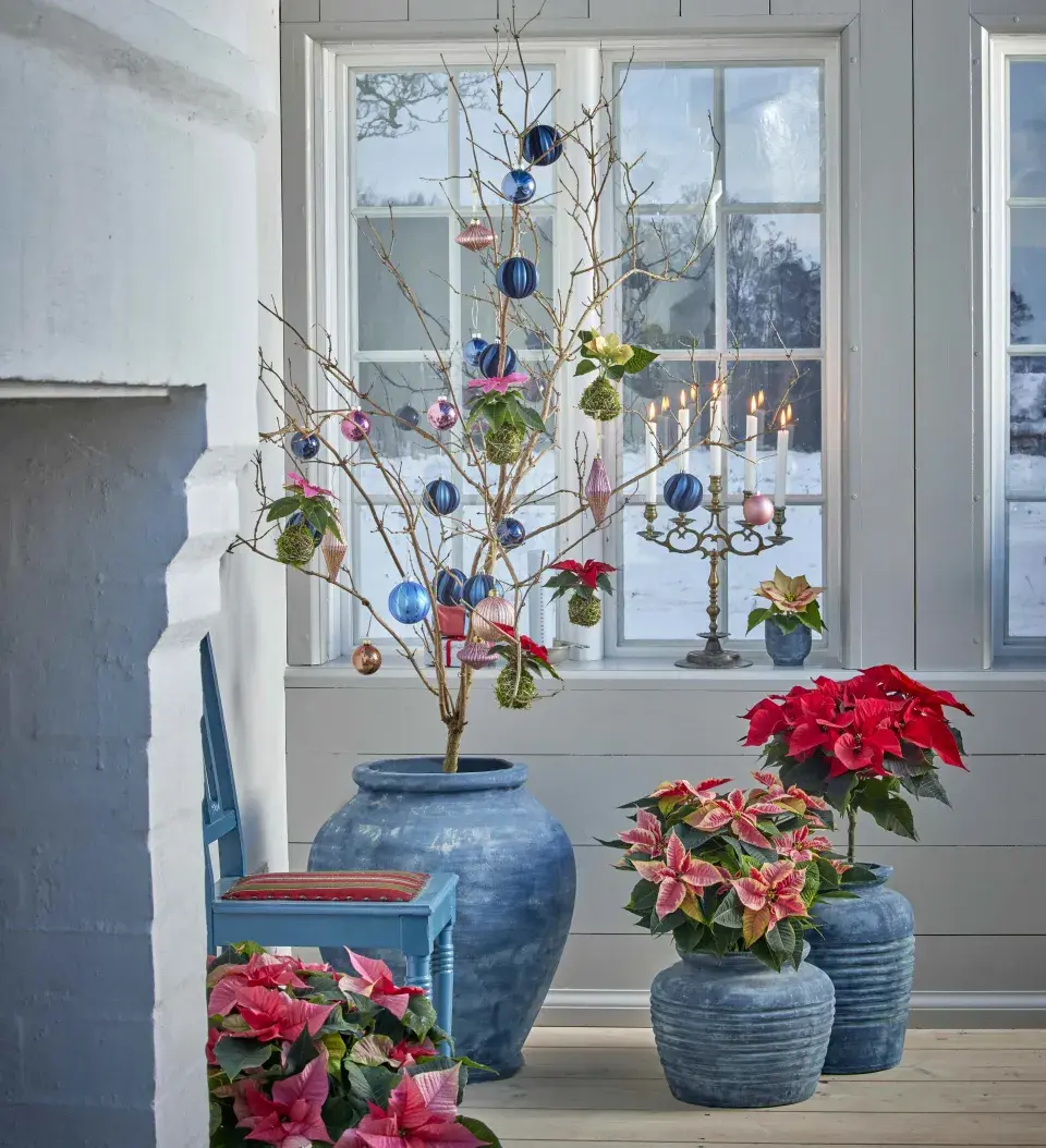 miniaturní vánoční hvězda