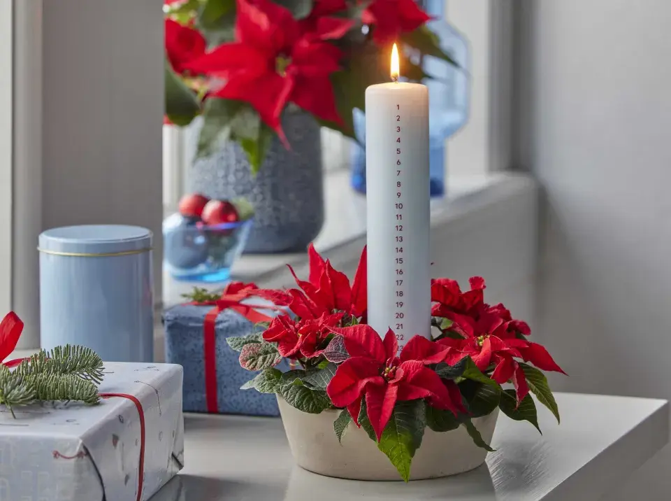 miniaturní vánoční hvězda