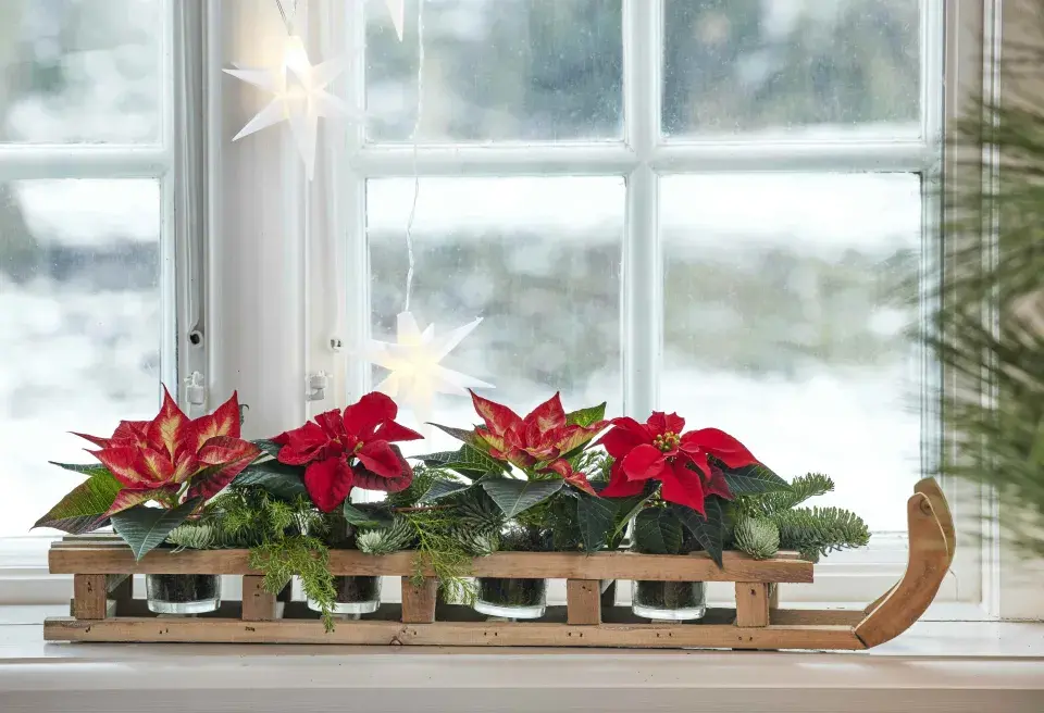 miniaturní vánoční hvězda