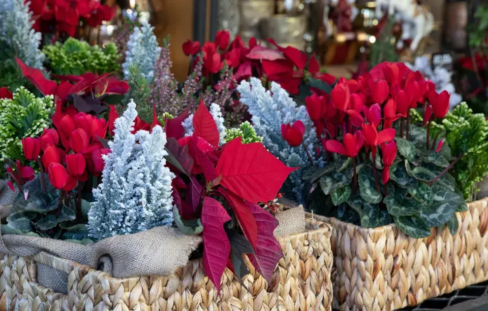 pokojový brambořík