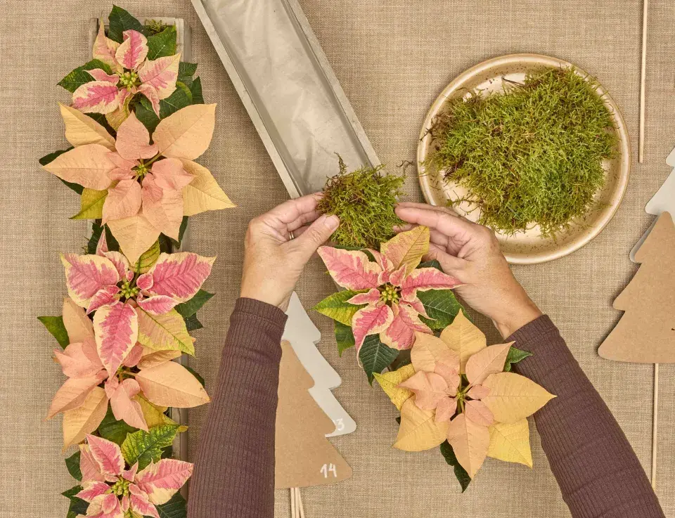 adventní kalendář se stromečky