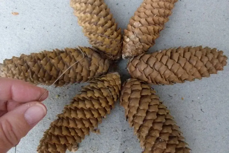 vánoční hvězda z šišek