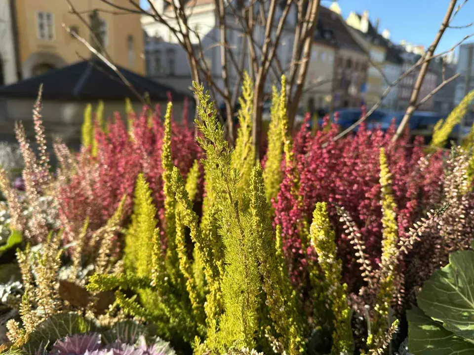 zimní truhlíky ve městě