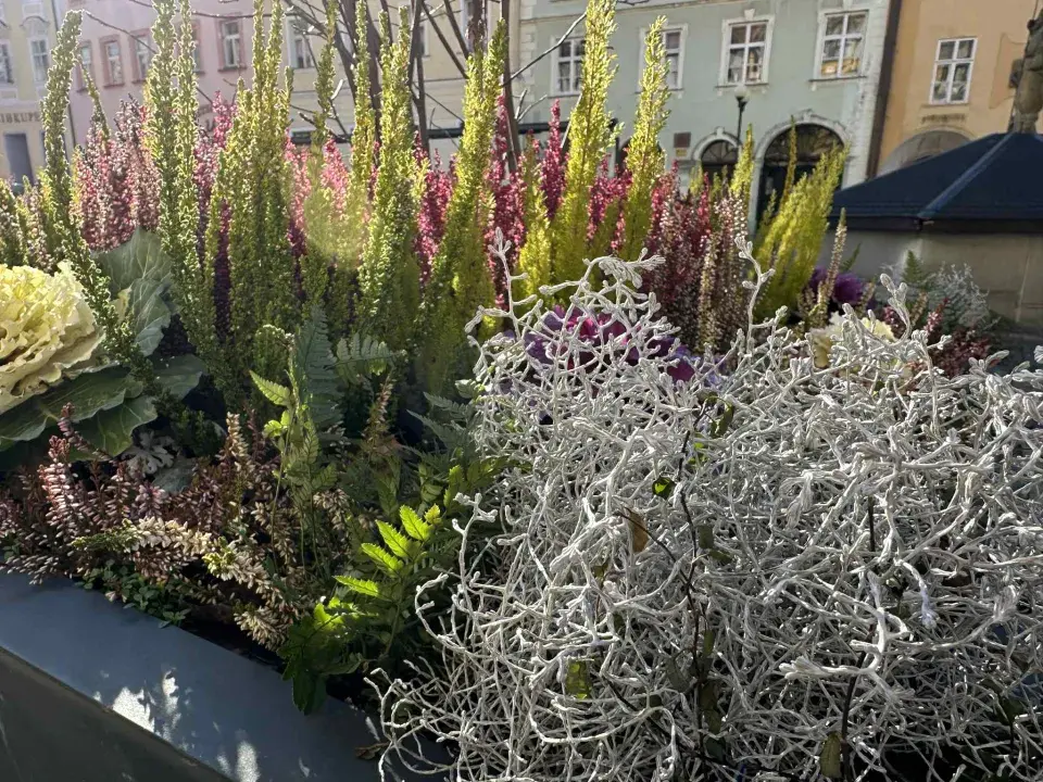 zimní truhlíky ve městě