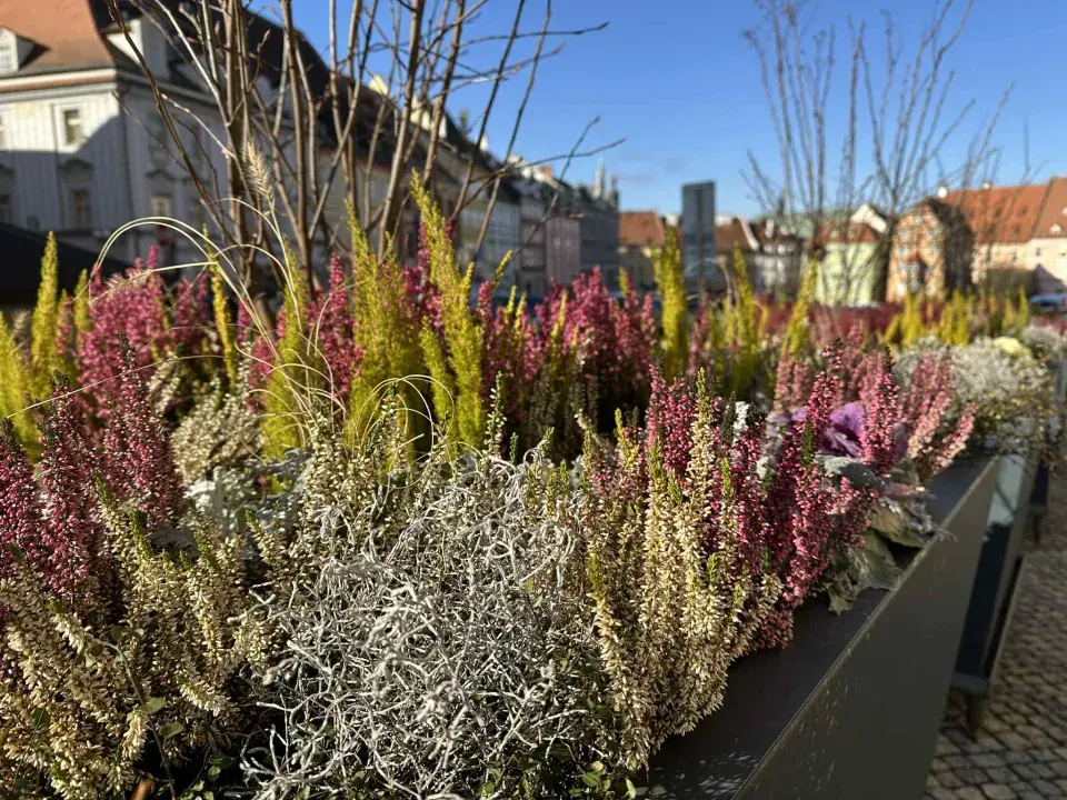 zimní truhlíky ve městě