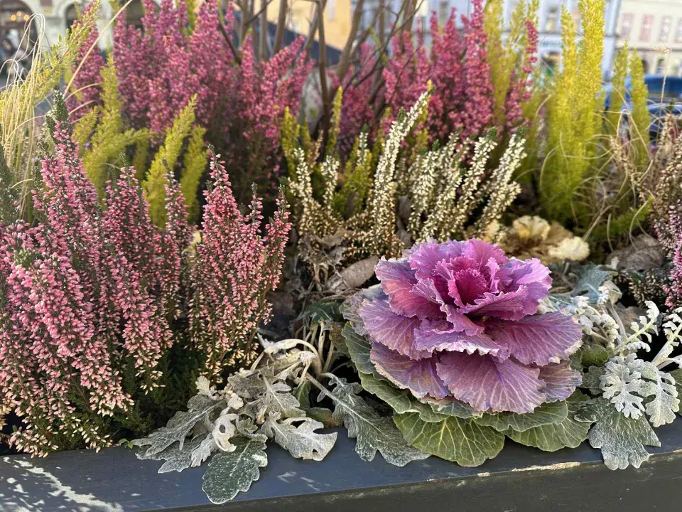 zimní truhlíky ve městě