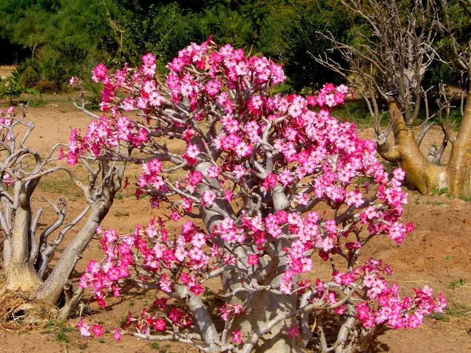 Pouštní růže, adénium ztloustlé (Adenium obesum) 