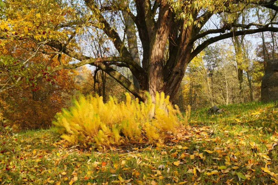 podzimní barvy v zahradě