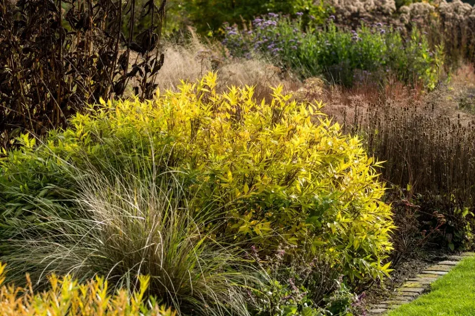 podzimní barvy v zahradě