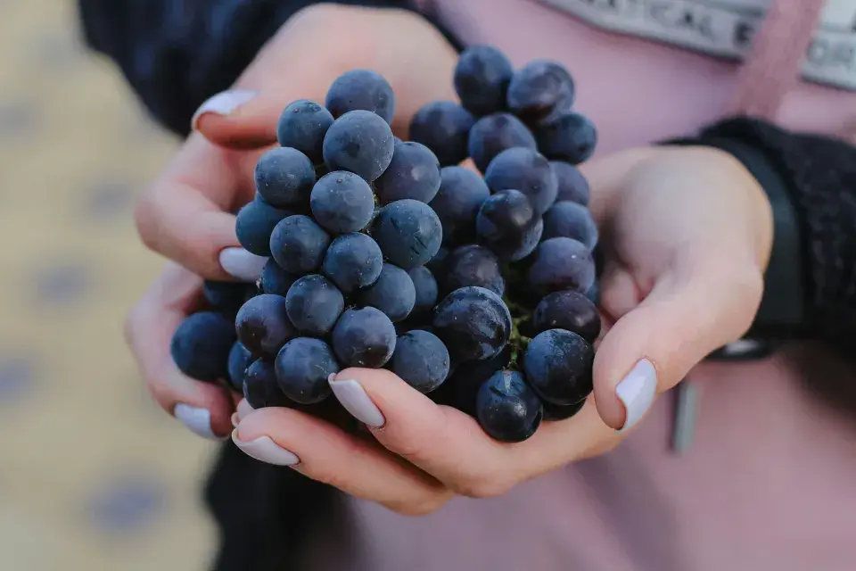 Světový den diabetiků
