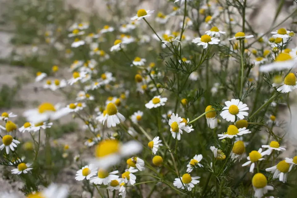 První pomoc v podobě bylinek