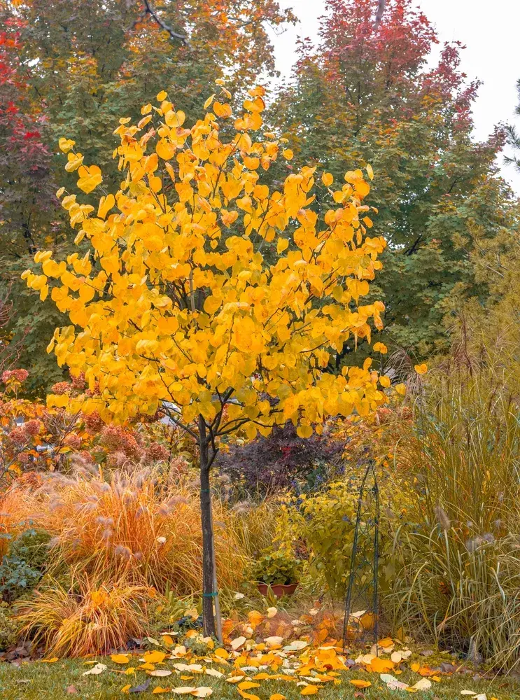 podzimní barvy v zahradě