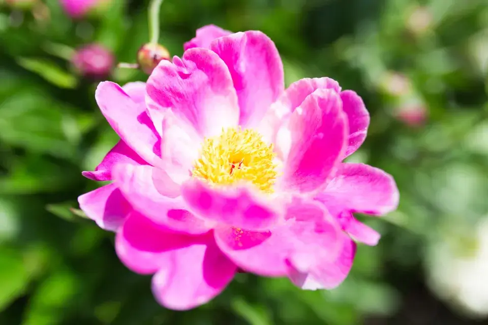 Šrucha velkokvětá