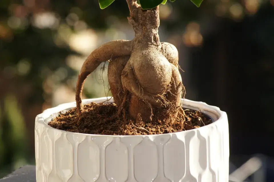 Pěstování mandragory