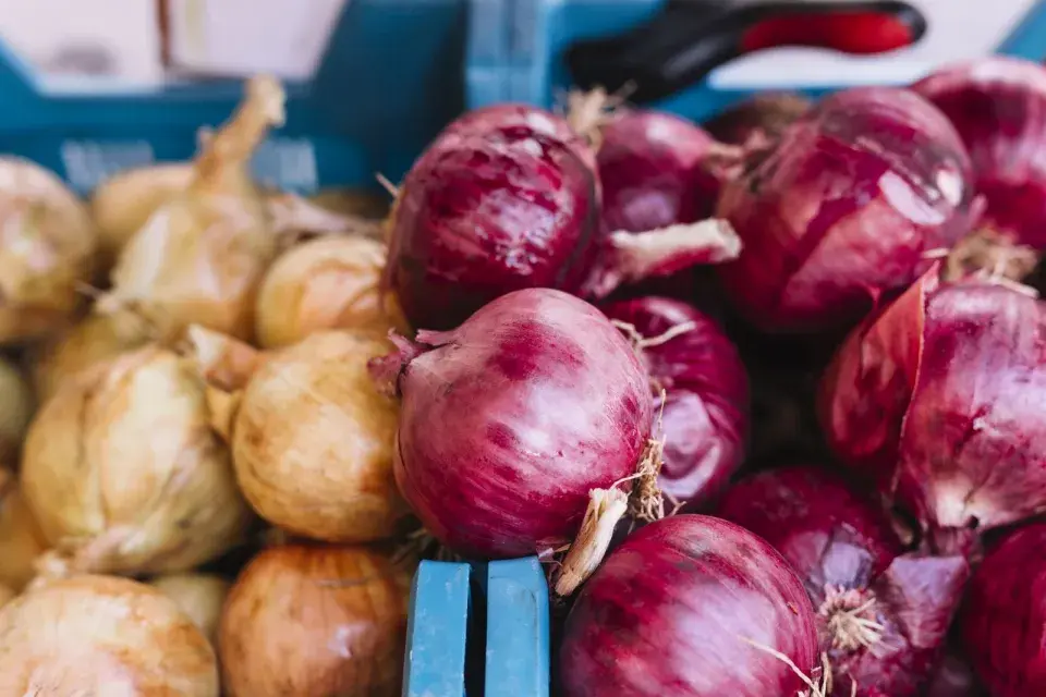 Uchování cibule v přepravkách