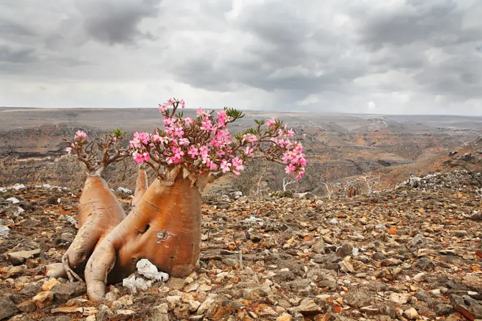 Pouštní růže, adénium ztloustlé (Adenium obesum) 