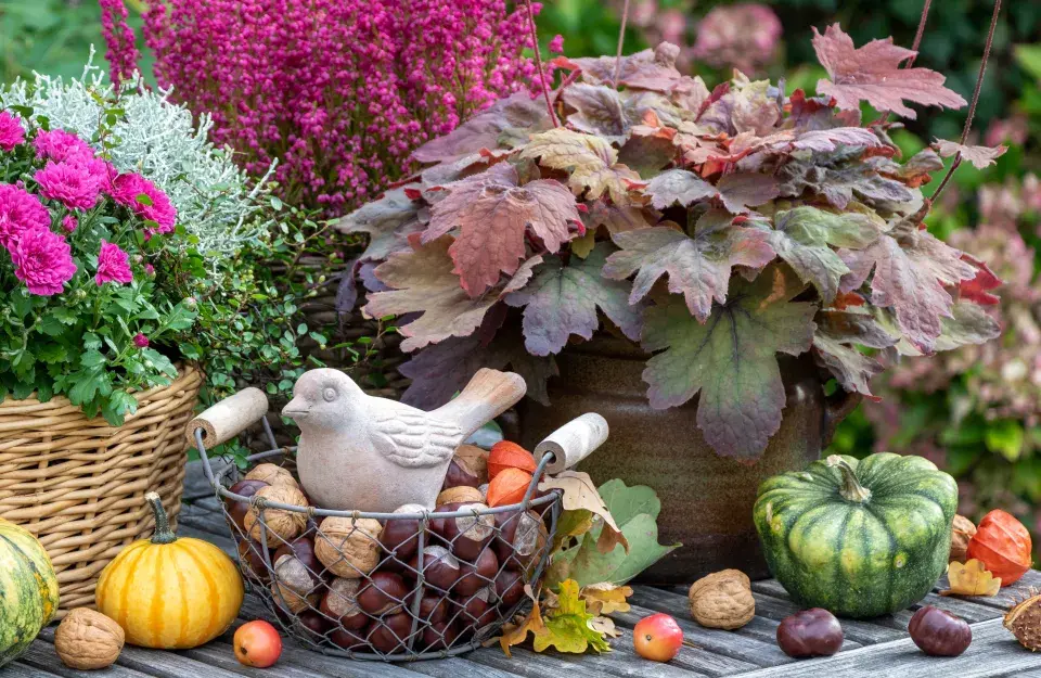 podzimní barvy v zahradě