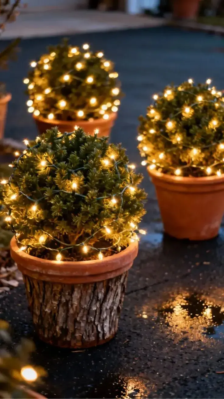 Malé jehličnany v truhlíku 